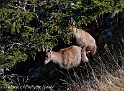 Bouquetin 6225_wm